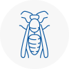 Highbridge Wasp Nest Removal